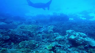 free diving underwater incredible live