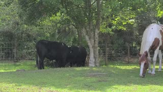 Momma cow Bull and Renegade