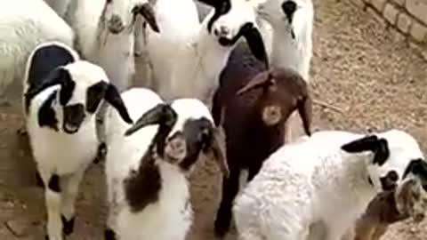 Very funny baby lambs- A man calls them and they respond in group