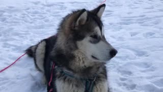 Husky dog on leash gets petted in snow