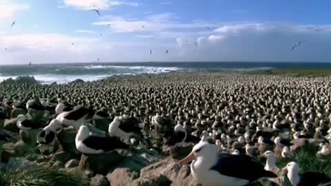 World's Largest Albatross Colony | Blue Planet | BBC Earth