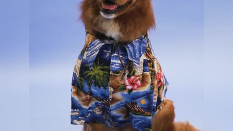A fashionable Dog