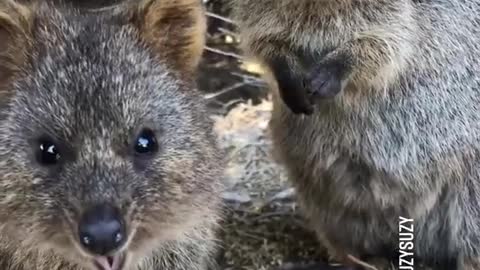 Cute Quokka