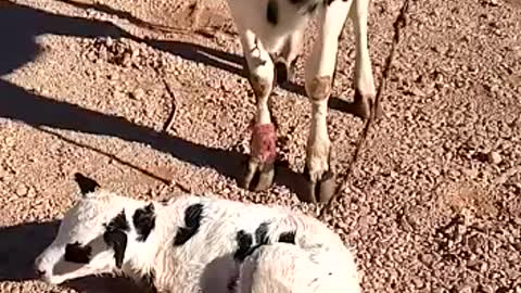 Cow with a little baby