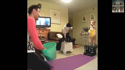 Awww!! Cute and Funny pets comedy compilations.