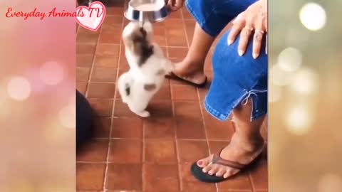 Try not to laugh Shih Tzu very cute and funny