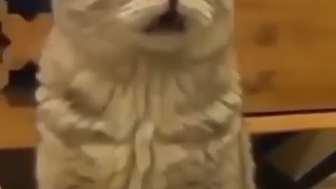 Cute And Funny Cat