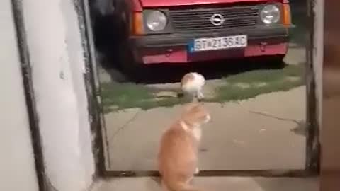 Boy and cat play