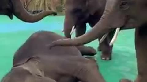 Baby elephants massaging each other