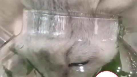 Funny Cat Drinking Water 😍 Cutest Critters