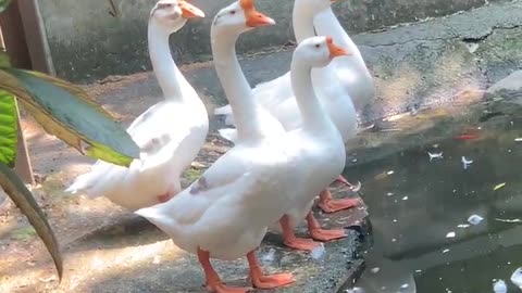 White Swan by the pond