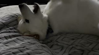Doggy Plays With Imaginary Toy