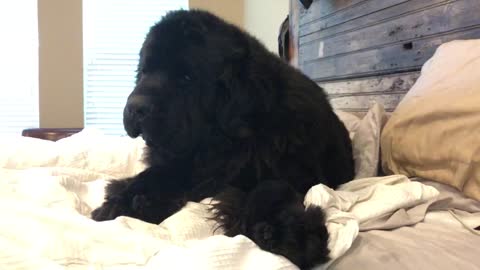 Sleepy Newfoundland refuses to get out of bed