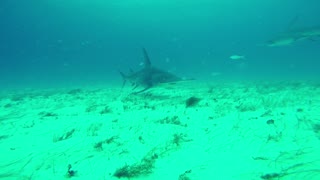 Scuba Diving With Hammerhead Sharks | Bimini Bahamas