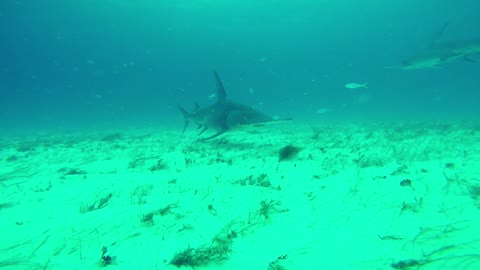 Scuba Diving With Hammerhead Sharks | Bimini Bahamas