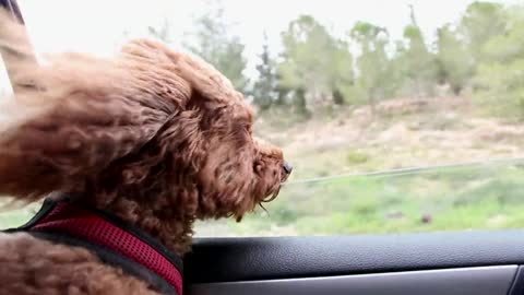 A dog takes the air in a car 🐕‍🦺