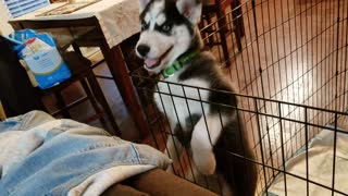Husky Puppy Escapes Enclosure