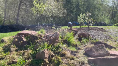 Mulching my tree garden and new stone border
