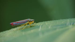 Red Banded Leafhopper