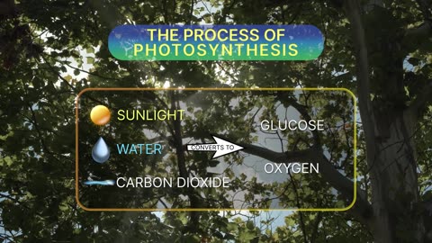 Unveiling the Magic of Life: NASA's STEMonstrations - Photosynthesis