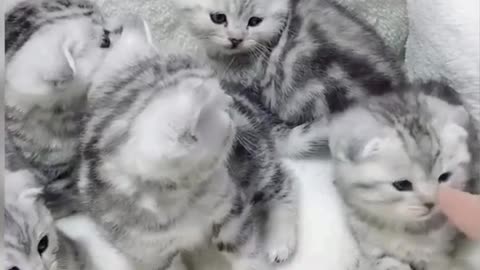 Cute and funny baby cat videos