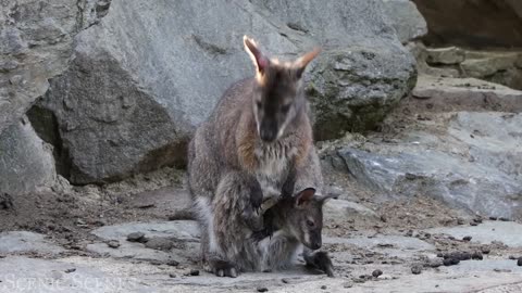 "Wild Encounters: Unexpected Animal Friendships"