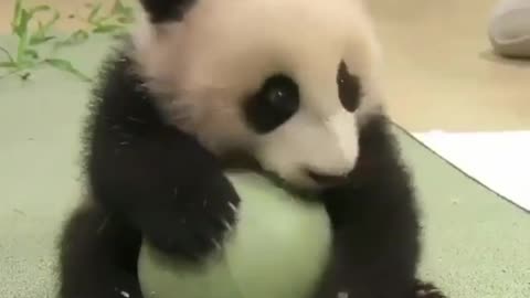 The cute giant panda loves its ball toy.