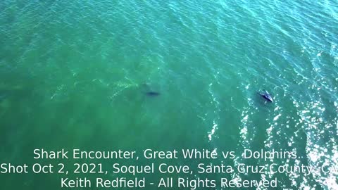 Dolphin_Shark Encounter.