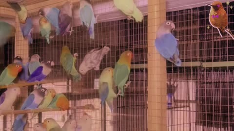 Lovebirds Care In Under A Minute!