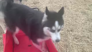 Astrid the Husky and her little red wagon!