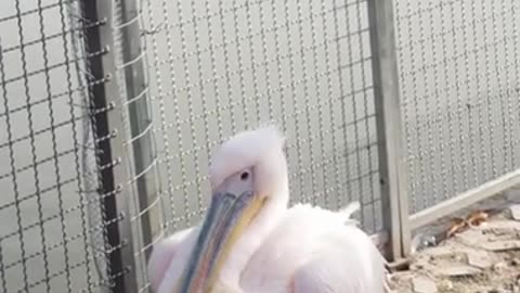 Pink Pelican
