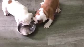 Bulldog puppies battle for (empty) food bowl dominance