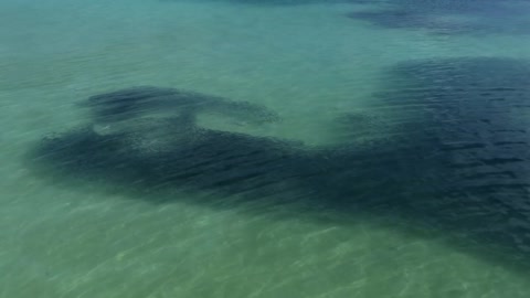 Baby blacktip reef sharks (Carcharhinus melanopterus) hunting fish