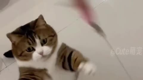 Funny cat REACTIONS 🤣😂