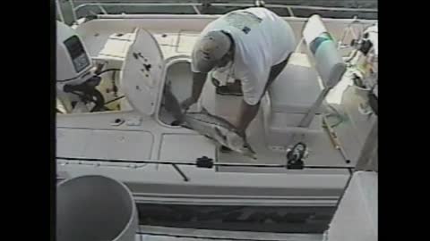 Fisherman Drops Huge Fish Over The Side Of Boat