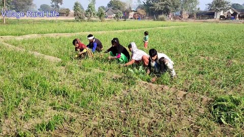 Rural Life In Uttar Pradesh India || India Village Farmer Lifestyle In UP || Village Rural Life
