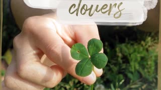 Find four-leaf clovers