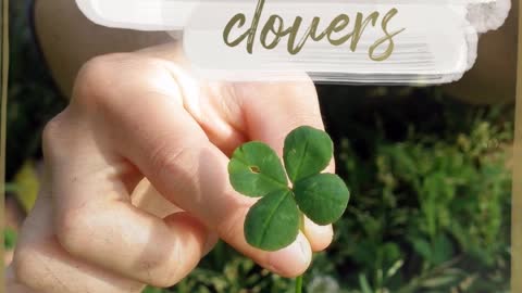Find four-leaf clovers