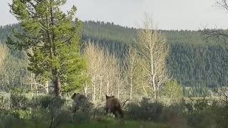 Bear Family Graze on Grass