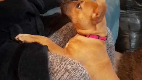 Hilarious Puppy Goes CRAZY from Side Boops!