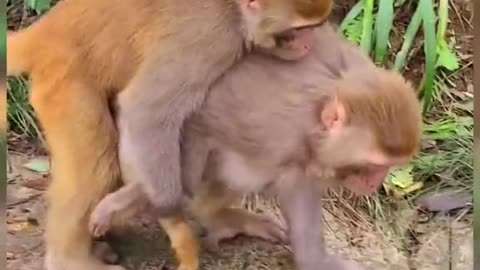 Omg Monkey funny video|Very fun monkey video
