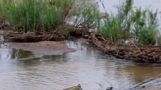 Leopard drags kill across the Sand River 🐆