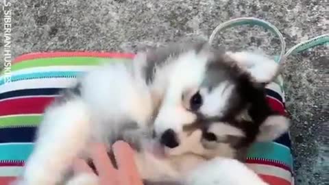 Husky Puppy LOVES Tummy Rubs!