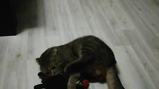 Cat has fun with his favorite toy.