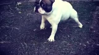 White french bulldog on lawn barks at snowman statue