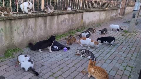 8 male Cats chasing the female cat want to have the female cat by force