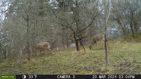 06/10/2024: Trail Cam Captures #49: Deer...Deer Everywhere, Pt.1
