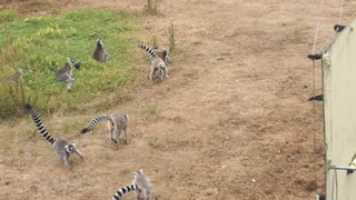 Lemurs trying to scare away bird