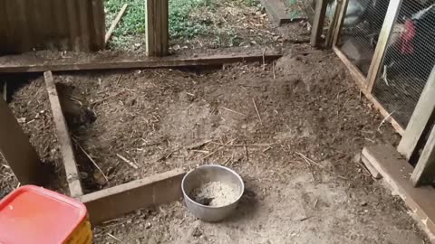 Small bird stealing food from chickens