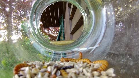 simple glass bird feeder